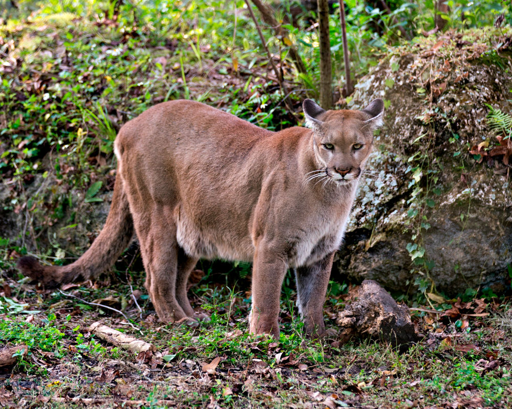 The Florida panther