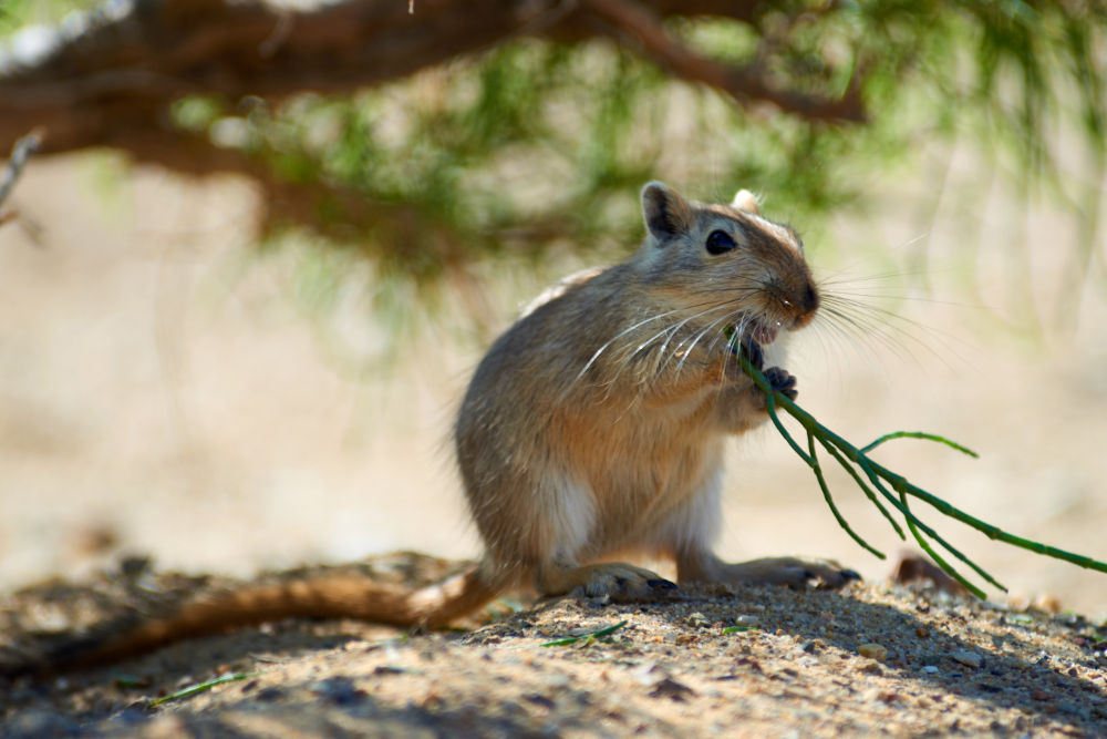 Gerbil