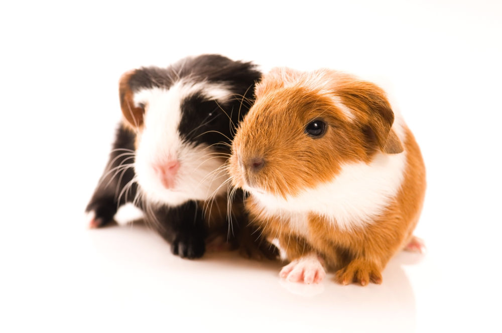 Guinea pigs Legal Exotic Animals in Oregon