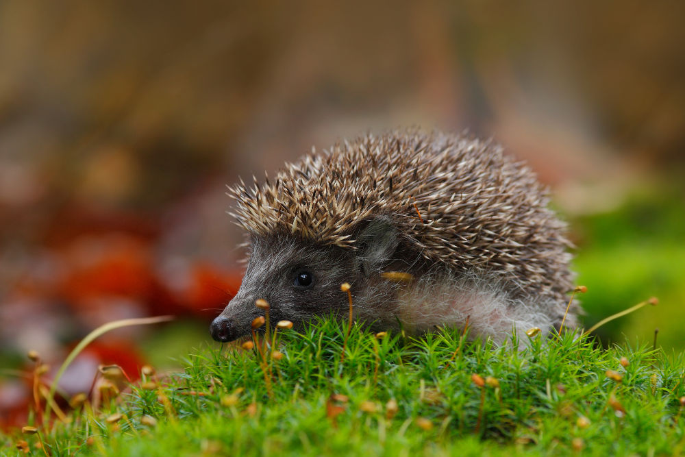 Hedgehog Legal Exotic Animals in Alaska