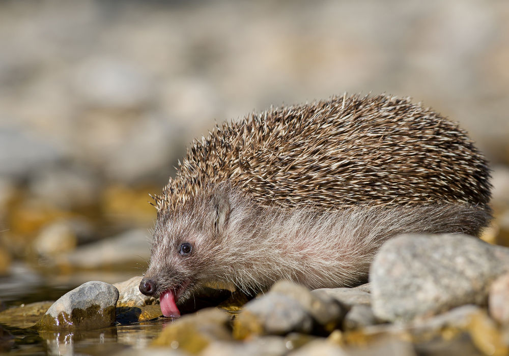Hedgehog Hedgehog
