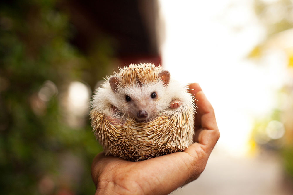 Hedgehog Legal Exotic Animals in Washington