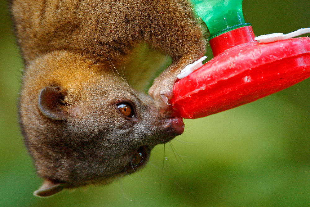 Kinkajou Legal Exotic Animals in Oregon