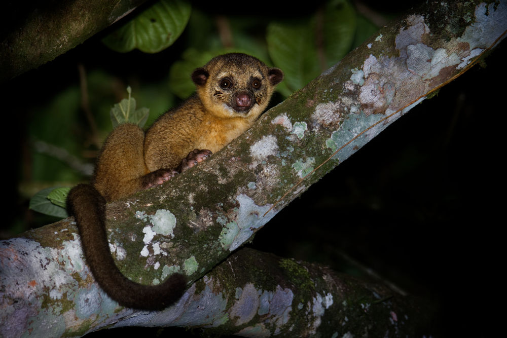 Kinkajous Legal Exotic Animals in Washington