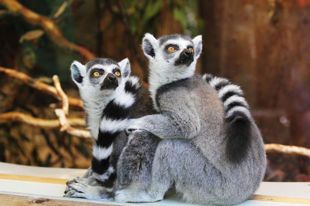 lemurs