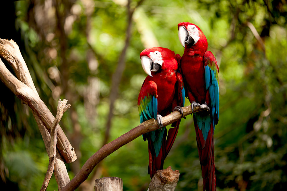 Macaw