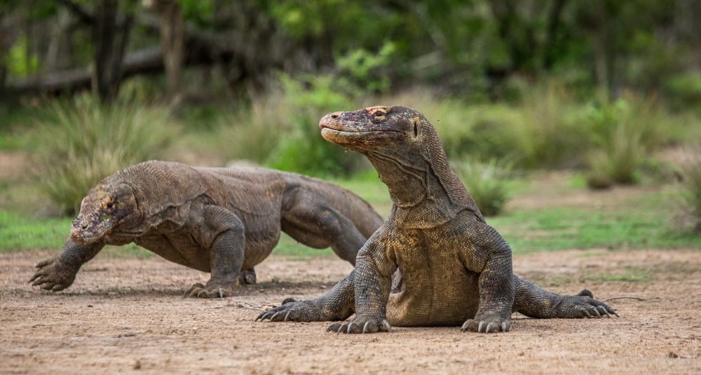 Monitor Lizards