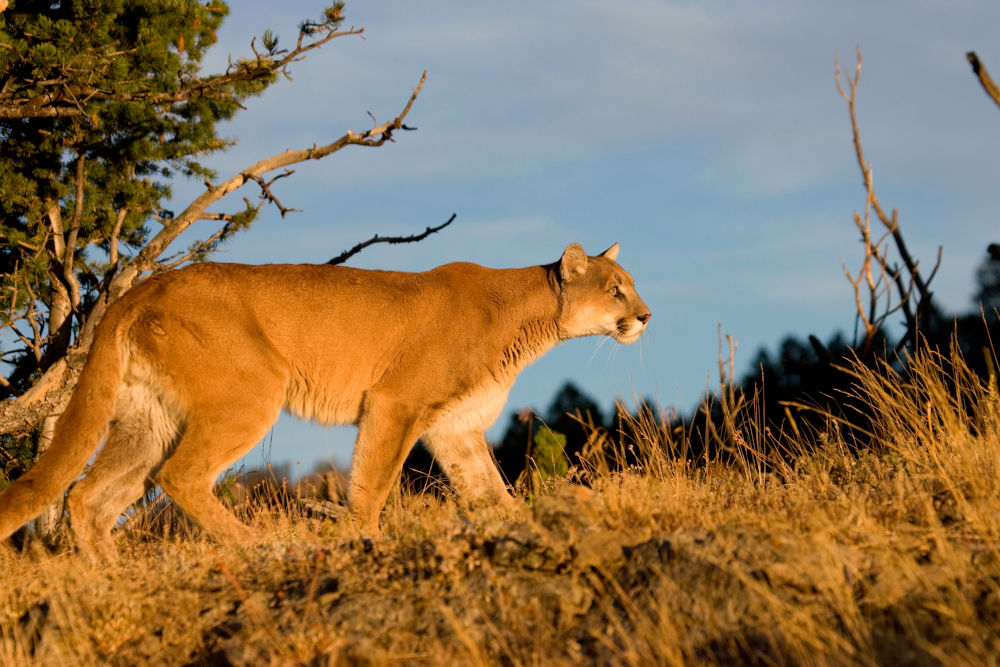 Mountain Lions