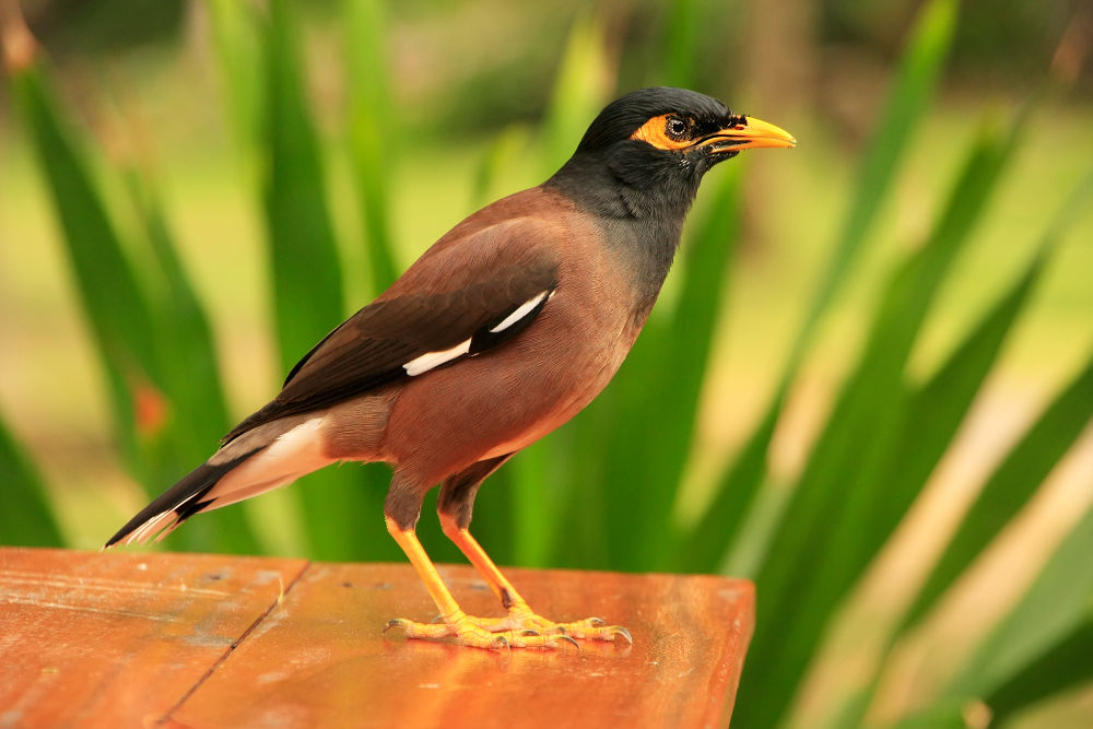 Mynah