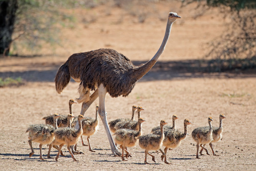 Ostrich Legal Exotic Animals in Washington