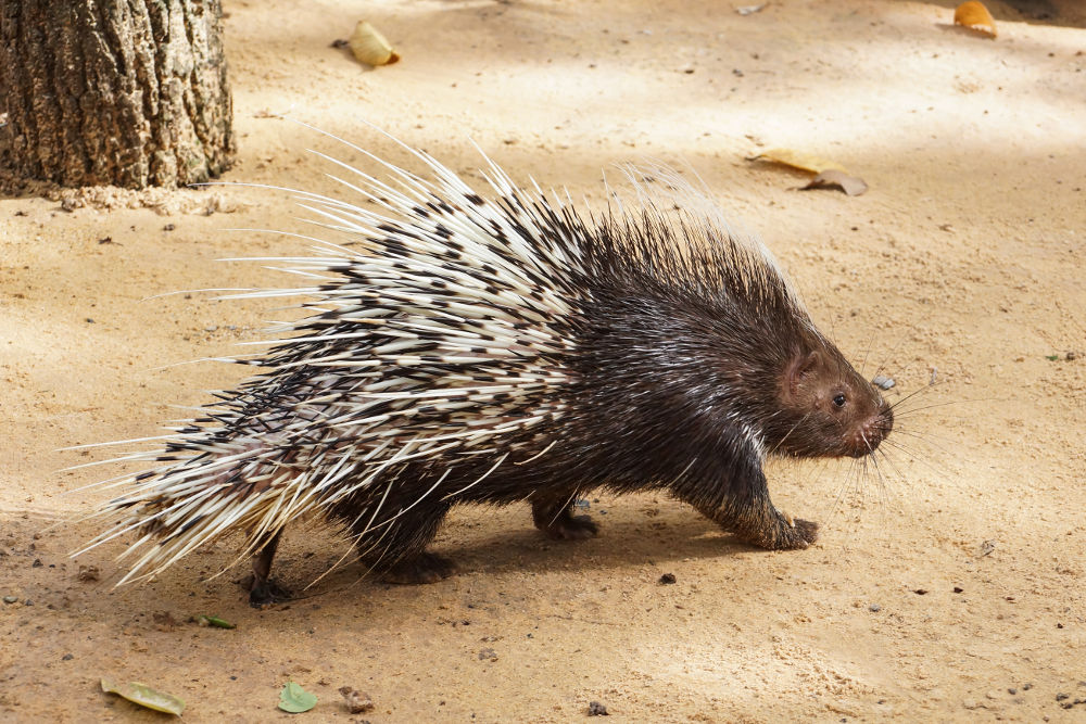 Porcupines Legal Exotic Animals in Oregon