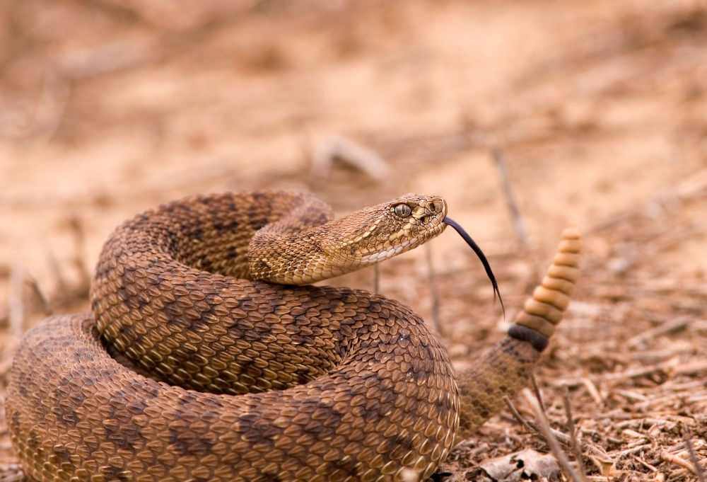 Rattlesnake