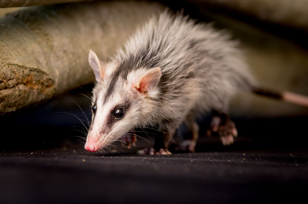 opossum Legal Exotic Animals in Oregon