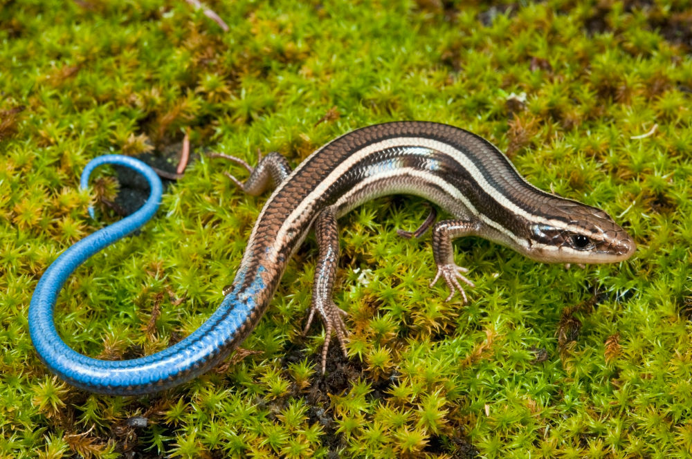 Skinks Legal Exotic Animals in Oregon