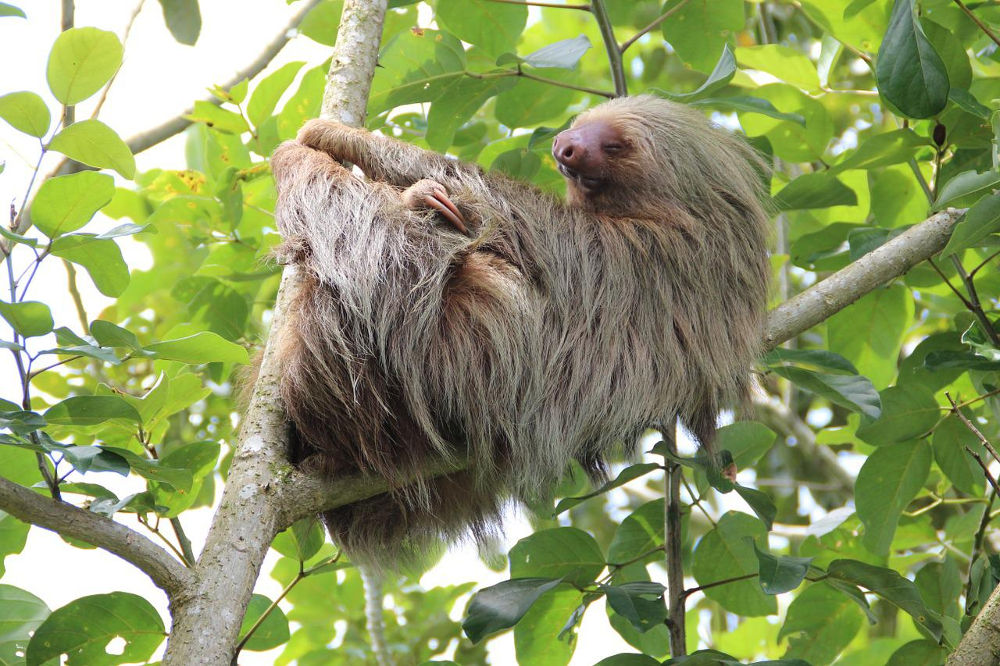 Sloth Sloth