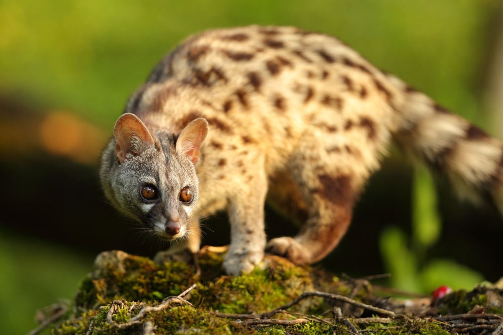 Spotted Genet