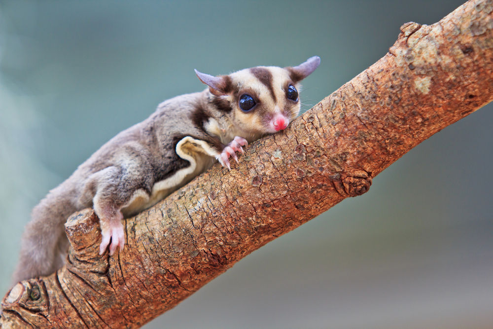 Sugar Glider Sugar Glider