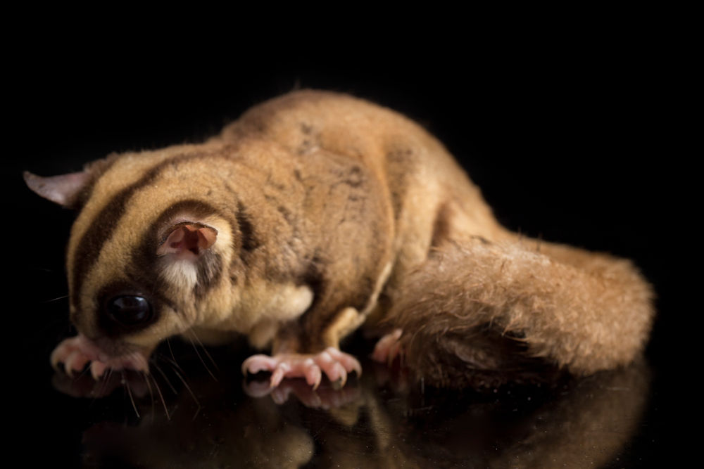 Sugar gliders Legal Exotic Animals in Oregon