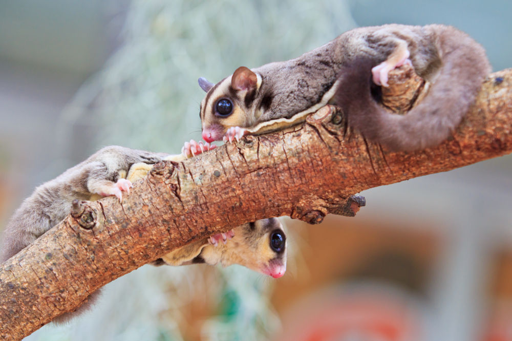 Sugar gliders Legal Exotic Animals in Washington