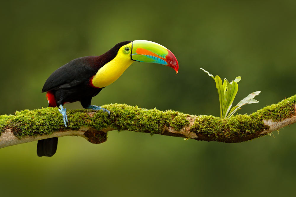 Toucan