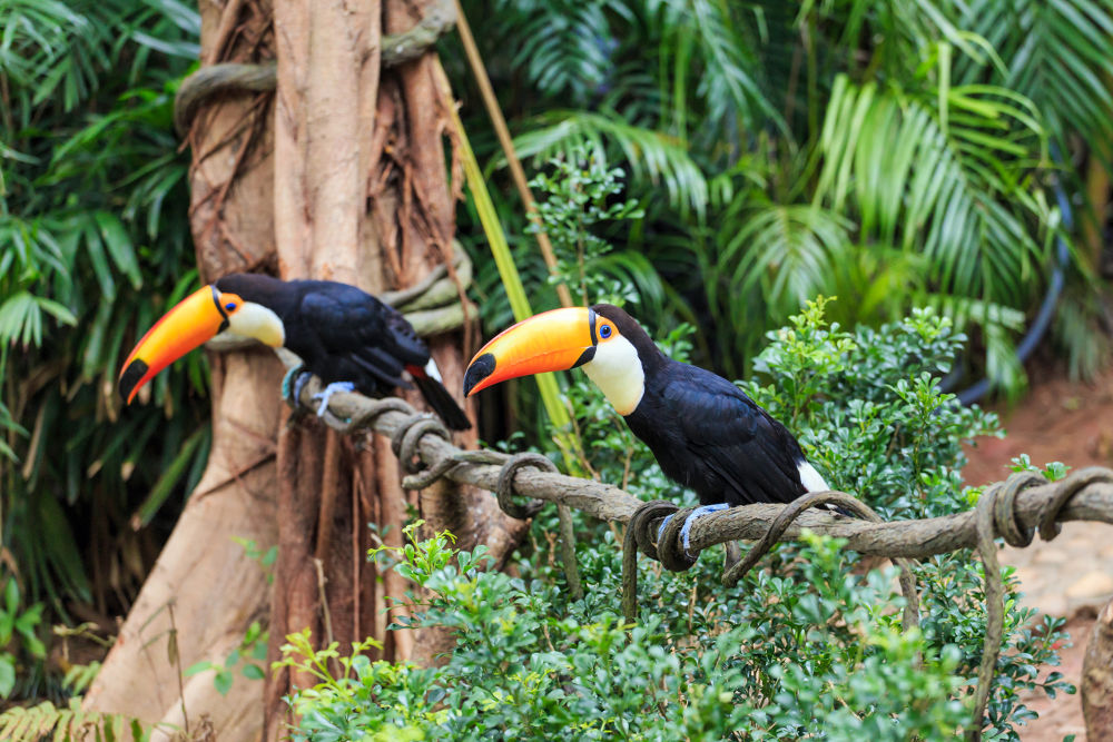 Toucans Legal Exotic Animals in Oregon