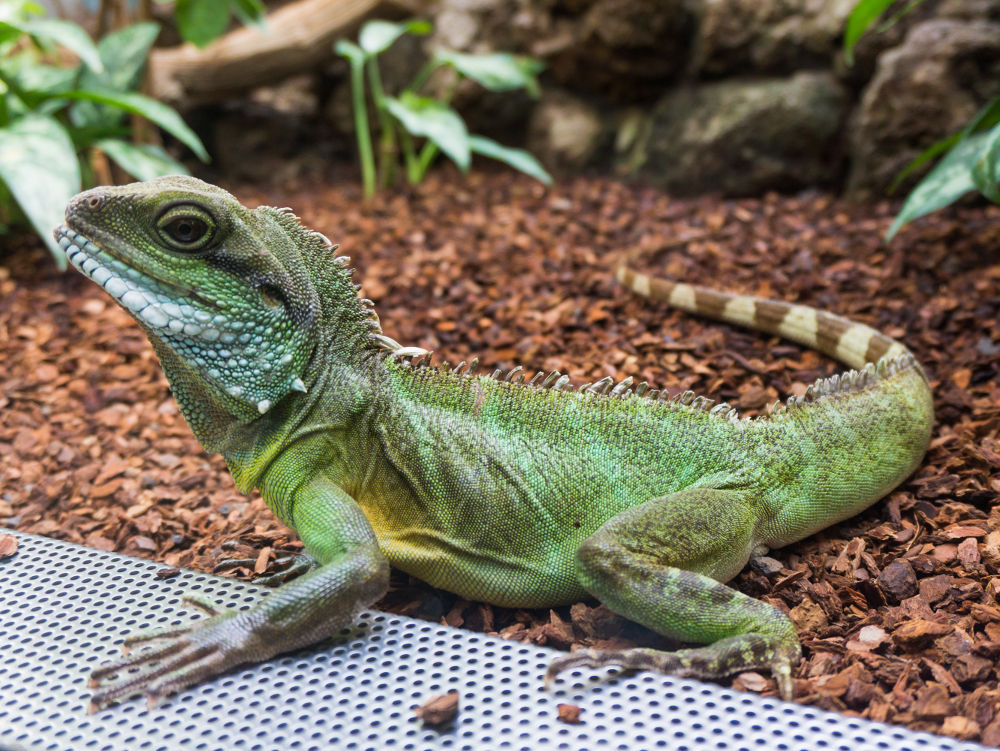 Chinese water dragon