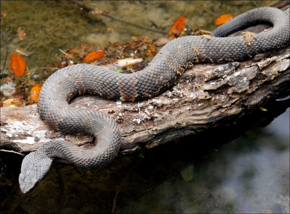 The water moccasin