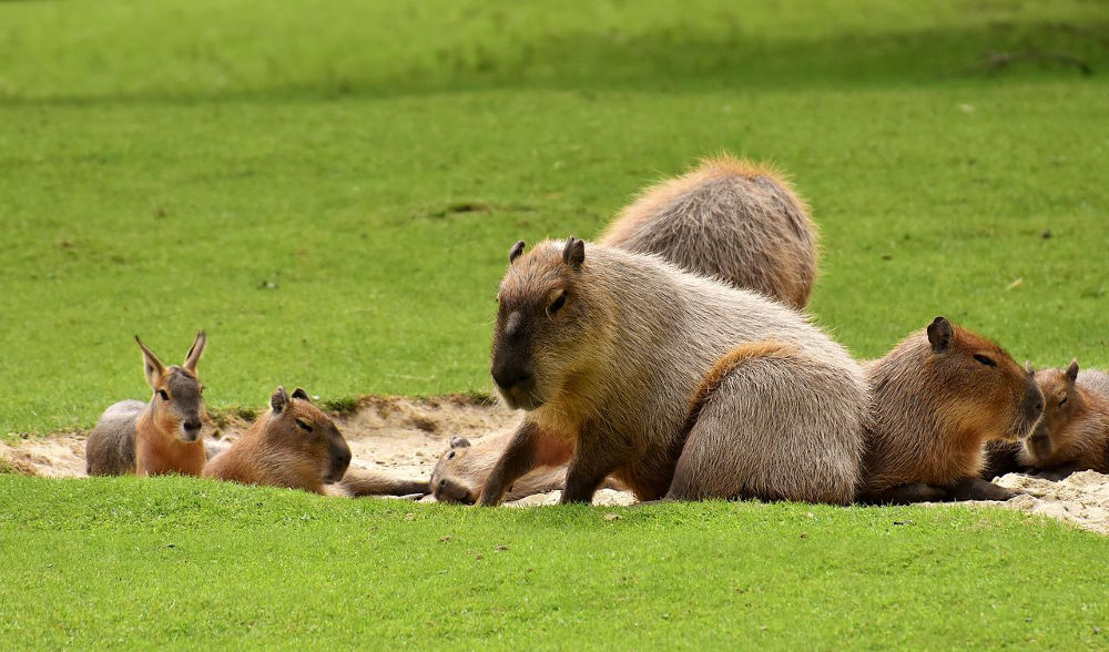 Capybara Capybara