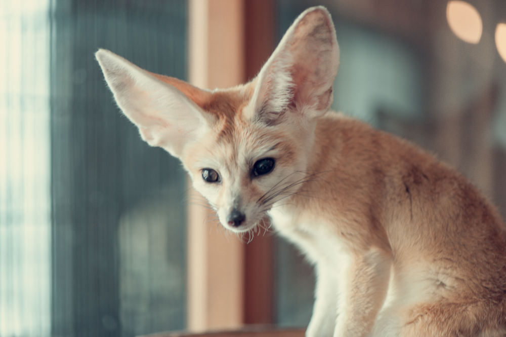 Fennec Fox