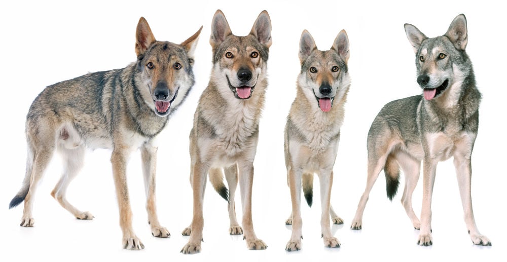 Second Generation Wolfdogs