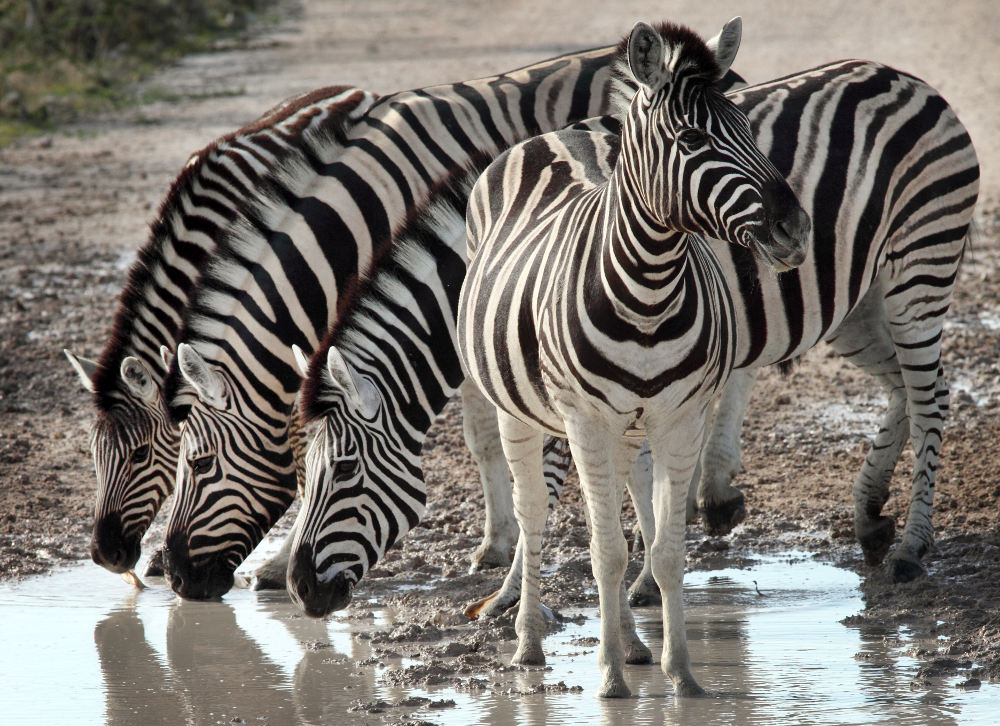 Zebras