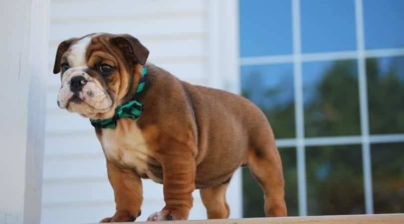 Popular dog breeds. English Bulldog