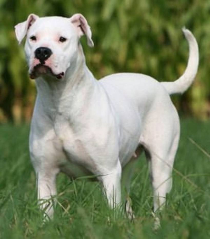 Dogo Argentino