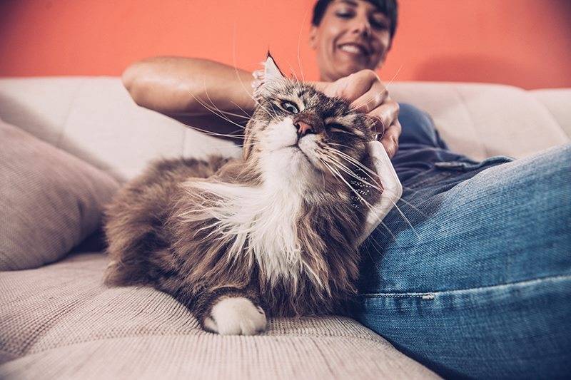 Cats: comfort for your pet