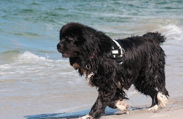 Newfoundland - a popular breed of dog