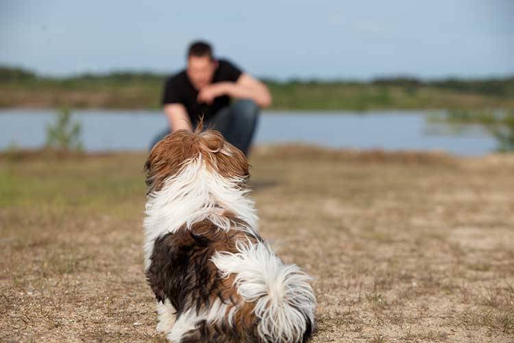 Mistakes in dog training