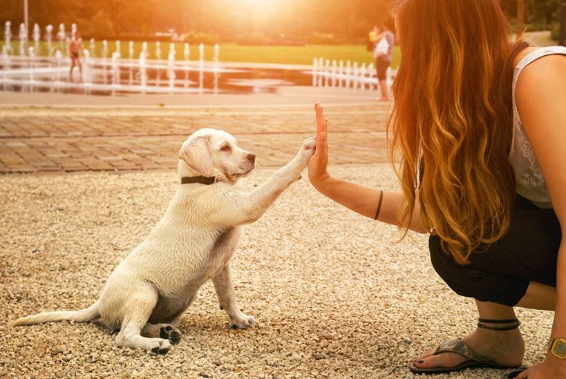 Puppy training: Learn with joy!