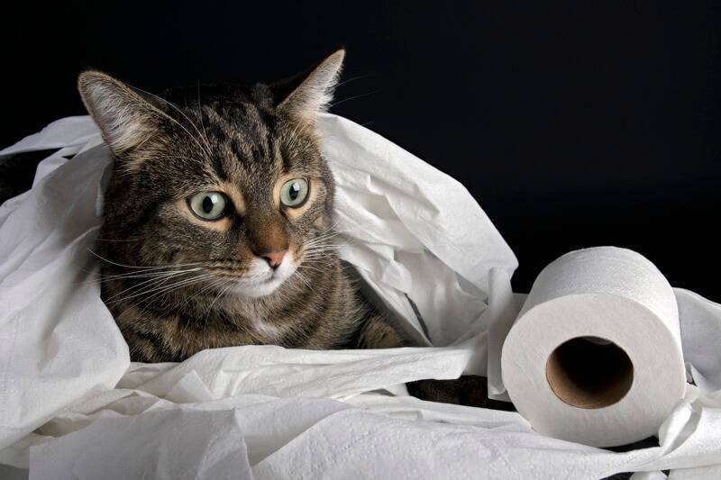 How to train your cat not to poop on the floor?