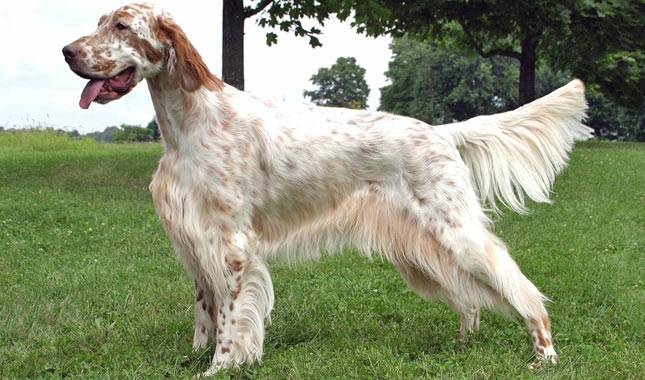 The English Setter: A Beautiful and Versatile Sporting Dog