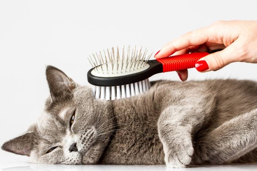Grooming for cats - health and beauty of your pet