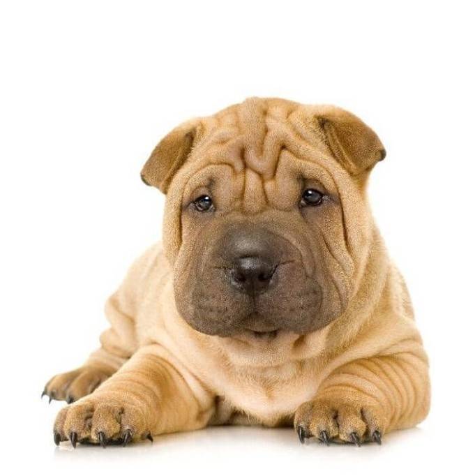 Shar Pei - a friend for the whole family