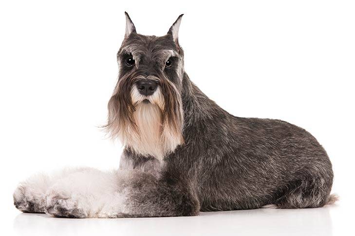 The Miniature Schnauzer and Standard Schnauzer