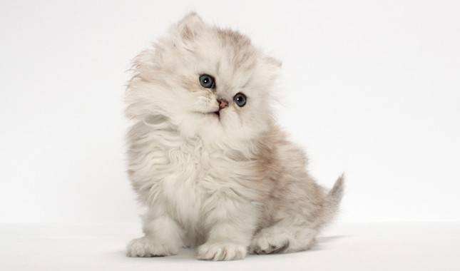 Choose a Persian kitten