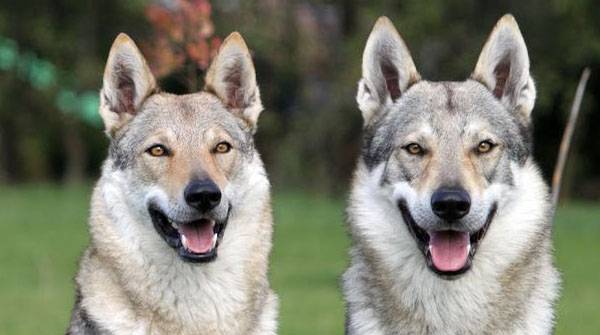 The most expensive dog breeds