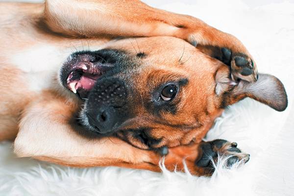 Everything you wanted to know about your dog, paws.