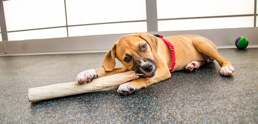 What a way to opt for dog training?