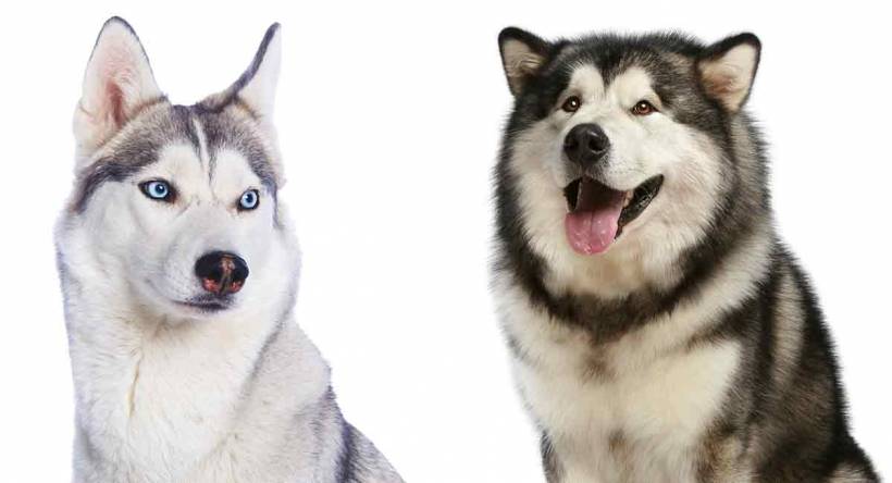 Husky Breed: characteristics and care