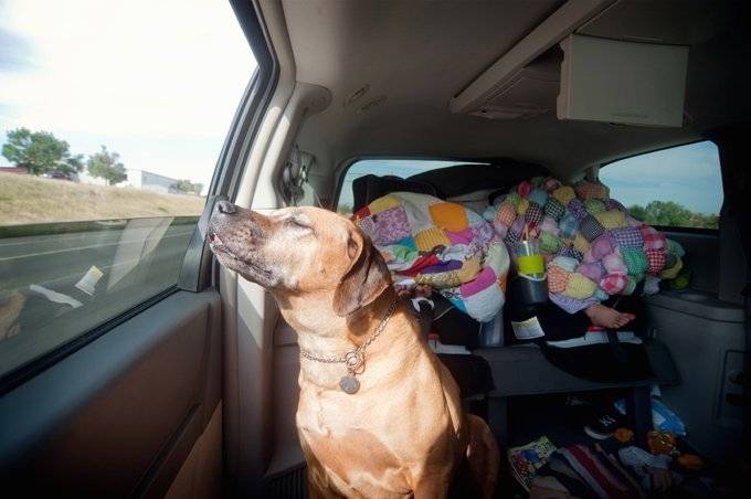 How to transport your dog in the car. Useful advice