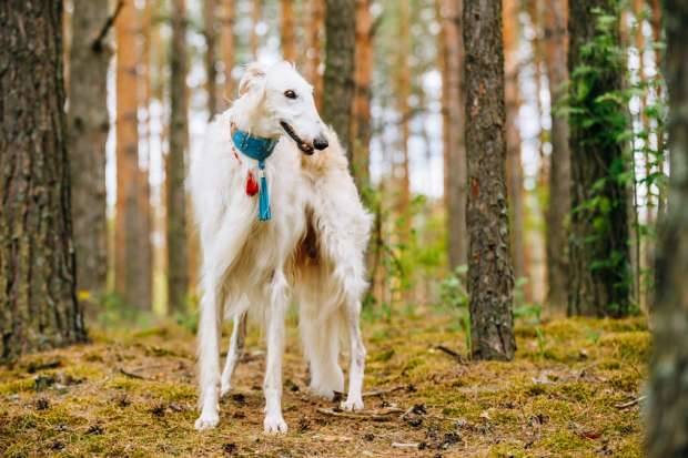 Russian borzoi