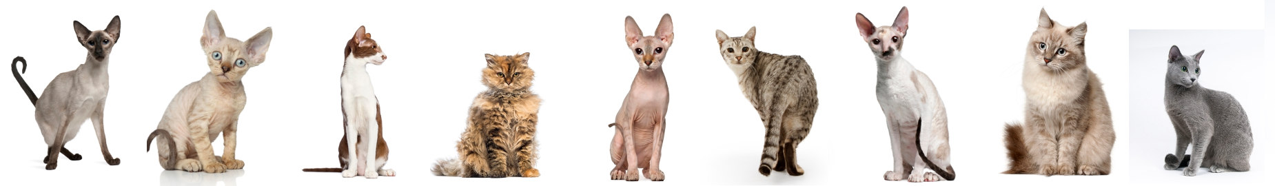 Top 9 Cats That are Most Hypoallergenic
